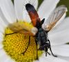 Cylindromyia intermedia